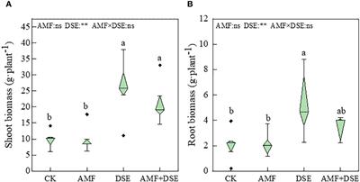 The coexistence of arbuscular mycorrhizal fungi and dark septate endophytes synergistically enhanced the cadmium tolerance of maize